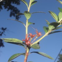 Rhododendron japonicum (A.Gray) Suringar